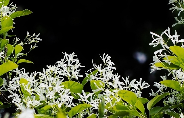 20180422hitotubatago4.jpg