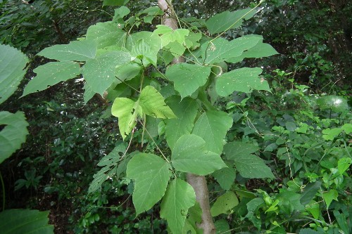 110719kusakari4.jpg
