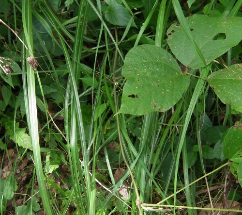 110719kusakari5.jpg