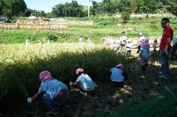 111019aigamo1.jpg