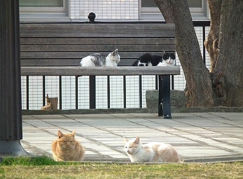 20110302niaikneko.jpg