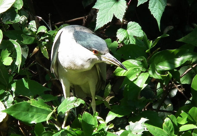 201111irigutiyanite1.jpg