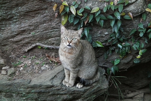 201111irigutiyanite2.jpg