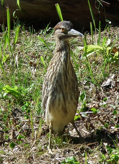 201111irigutiyanite4.jpg
