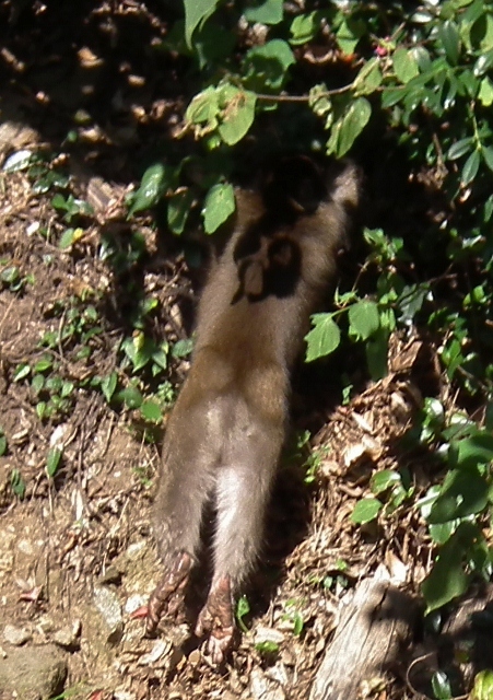 201111irigutiyanite5.jpg