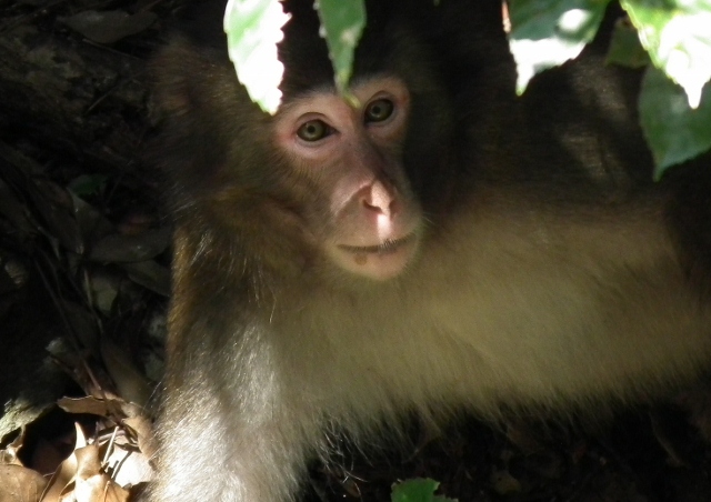 201111irigutiyanite7.jpg