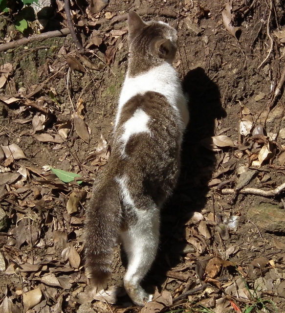 201111irigutiyanite8.jpg