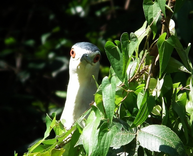 201111irigutiyanite9.jpg