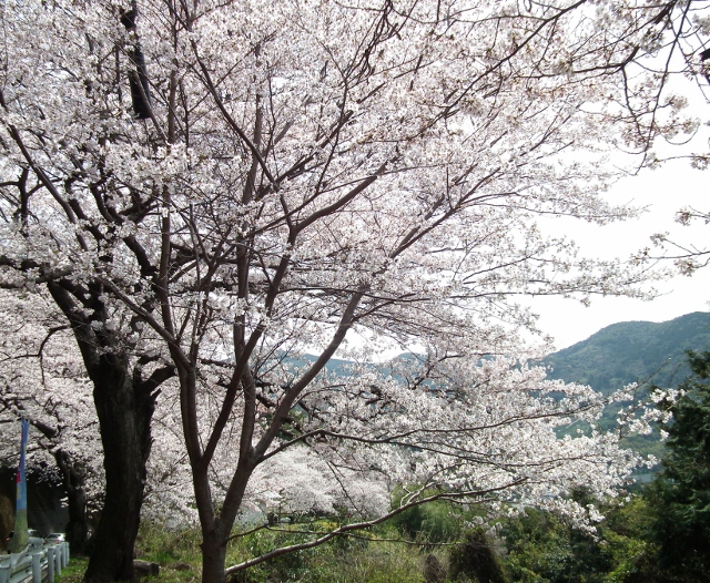 201200402wasansirou1.jpg