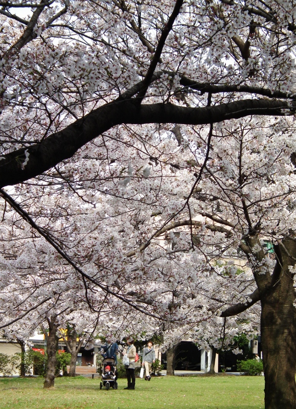 20120402sakuramati.jpg