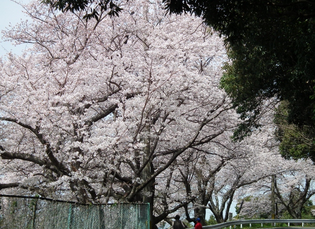 20120402wasansirou3.jpg