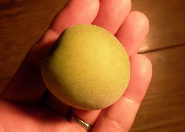 20120610ume2.jpg