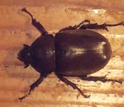 20120815kabutomusi.jpg