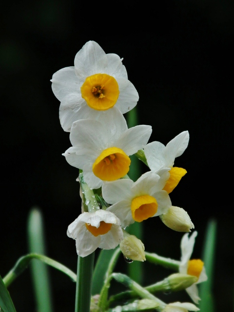 20130215suisen.jpg