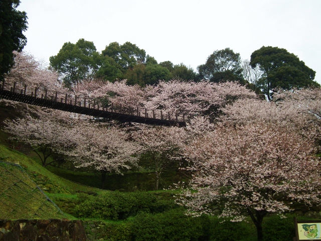 20130323sakura1 (640x480).jpg