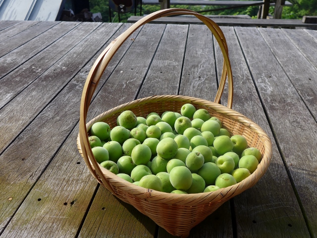 20140602ume1.jpg