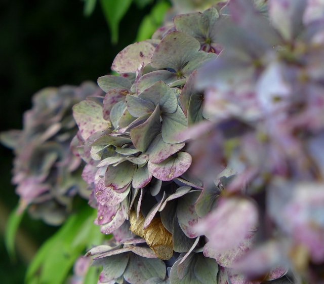 20140723ajisai.jpg