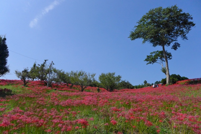 20140927yasirogaoka1.jpg