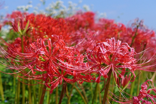 20140927yasirogaoka2.jpg