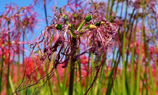 20140927yasirogaoka3.jpg