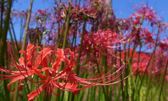 20140927yasirogaoka45.jpg