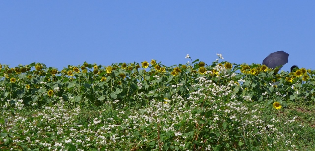 20140927yasirogaoka6.jpg