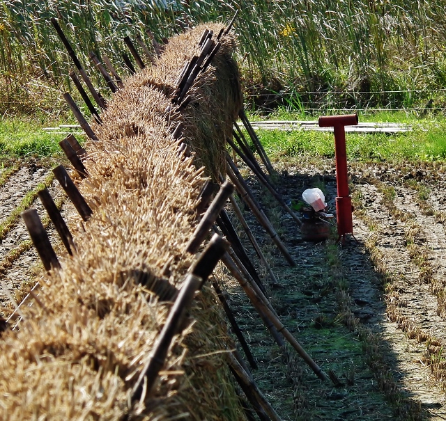 20141010d.jpg