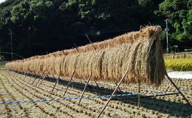 20141010e.jpg