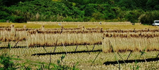 20141010g.jpg