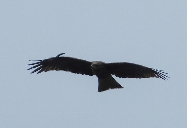 20160206tonbi.jpg