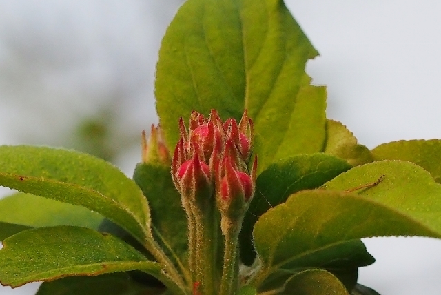 20160329himeringo1.jpg