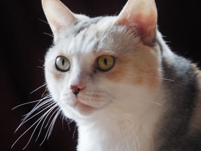 20160520neko.jpg
