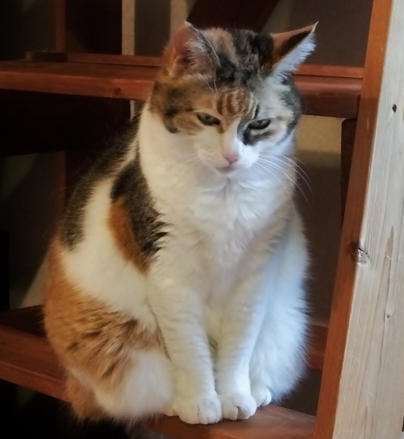 20160520neko2.jpg