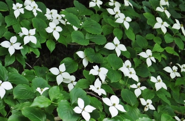 20160526yamabousi1.jpg