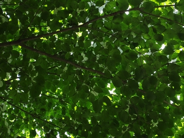 20160526yamabpousi.jpg