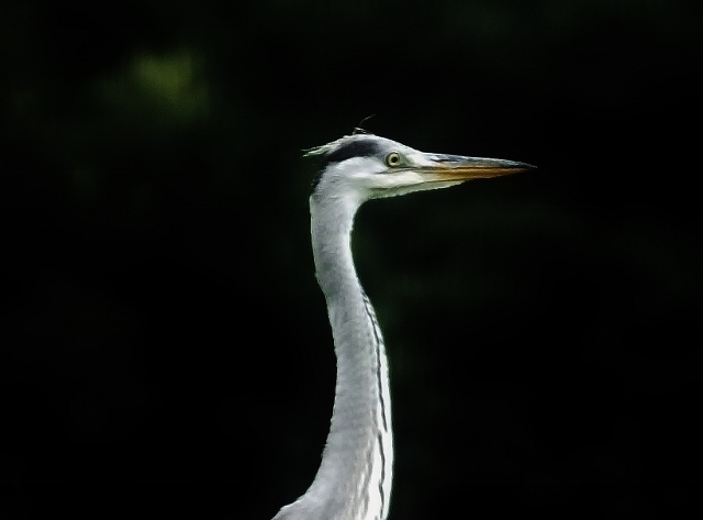 201607sagi.jpg