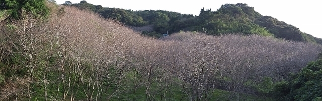 20160921sakurauama1.jpg