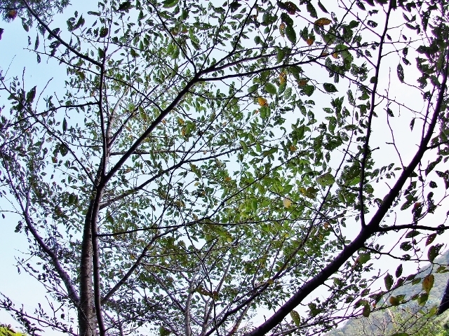 20160923utinosakura.jpg