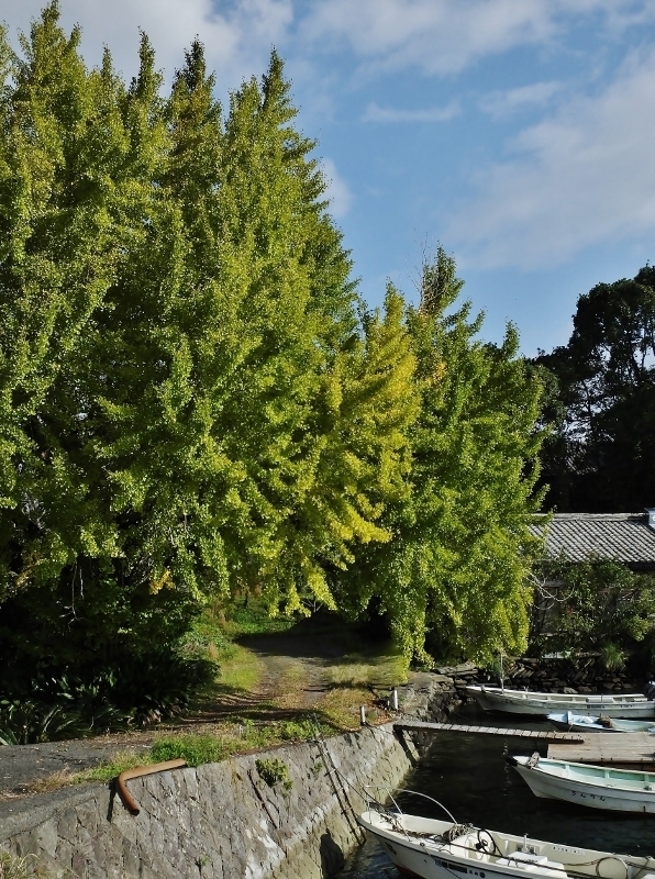 20161109ougo1.jpg