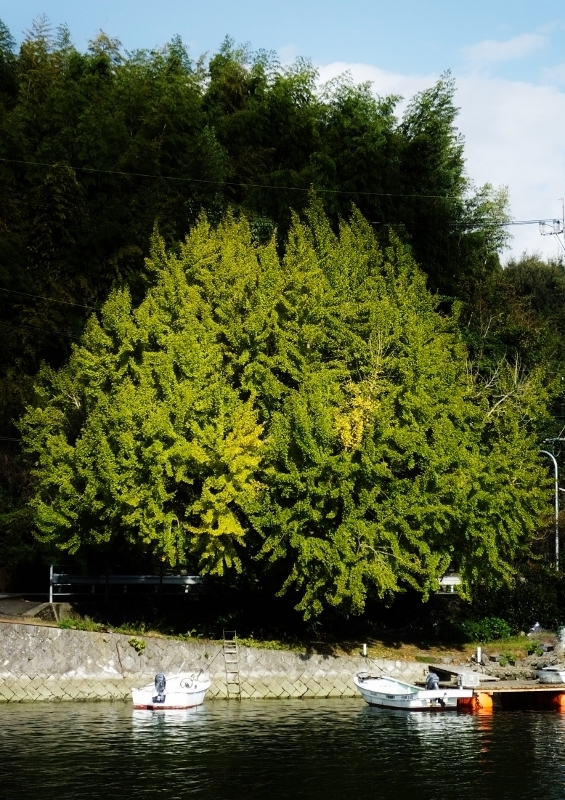 20161109ougo2.jpg