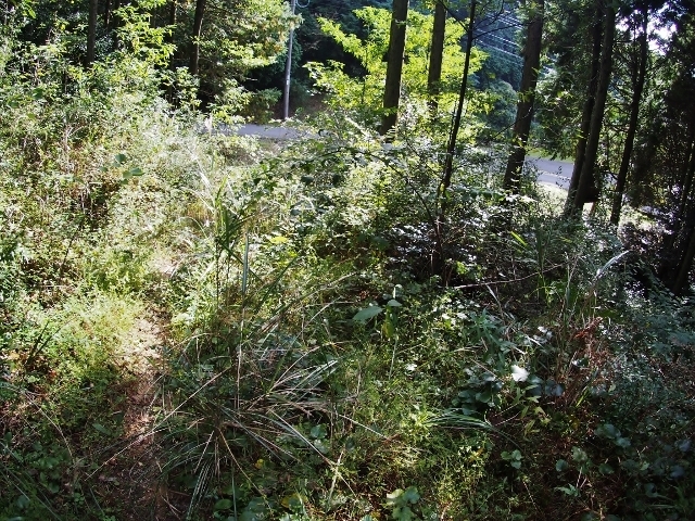 201611nagauradakeiriguti.jpg