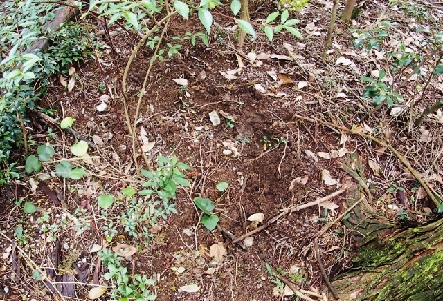 201611nagauradakemiti4.jpg