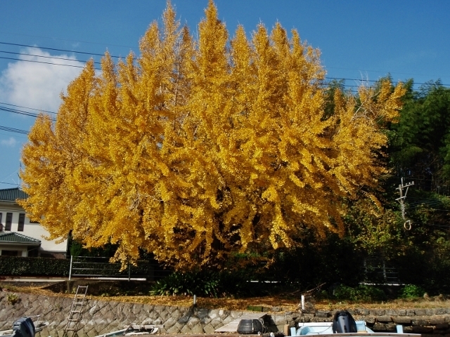 20161208ityou6.jpg