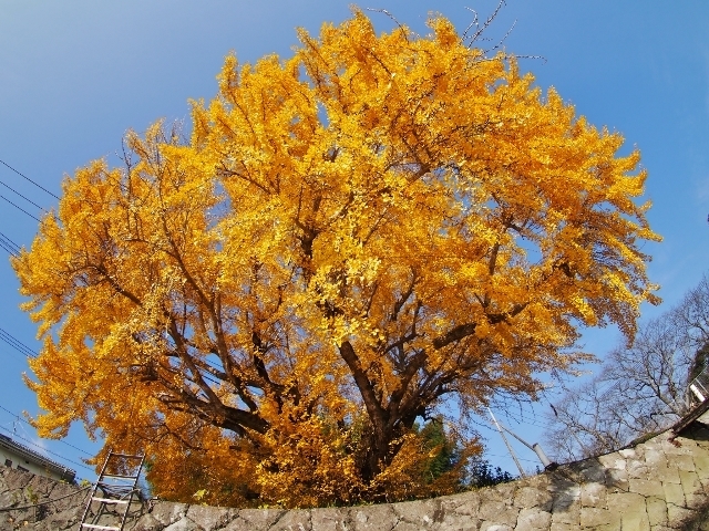 20161208ityou7.jpg