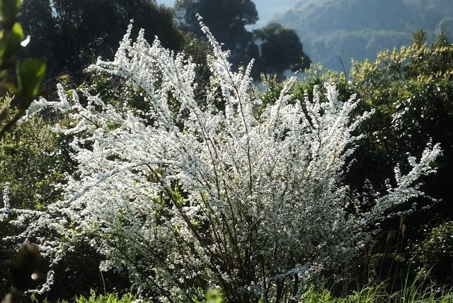 20170404siroihana.jpg