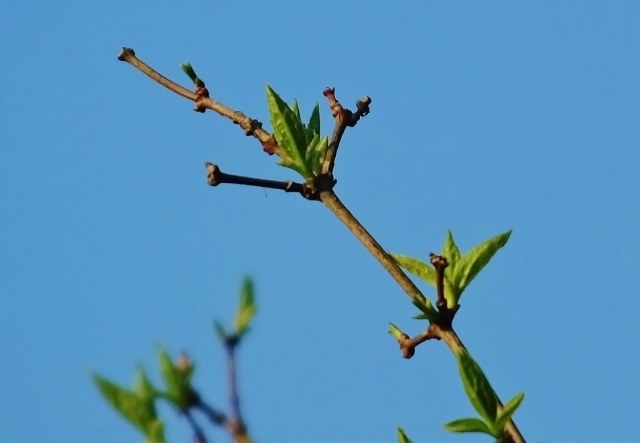 20170404siroihana10.jpg