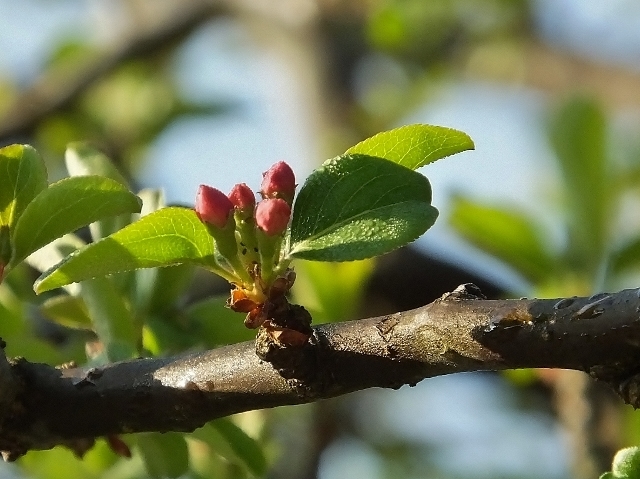 20170404siroihana8.jpg
