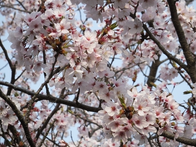 20180330sakuranosato2.jpg