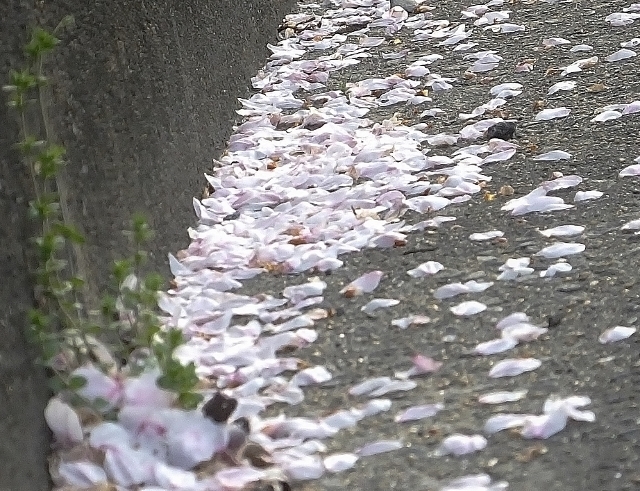 20180330sakuranosato3.jpg