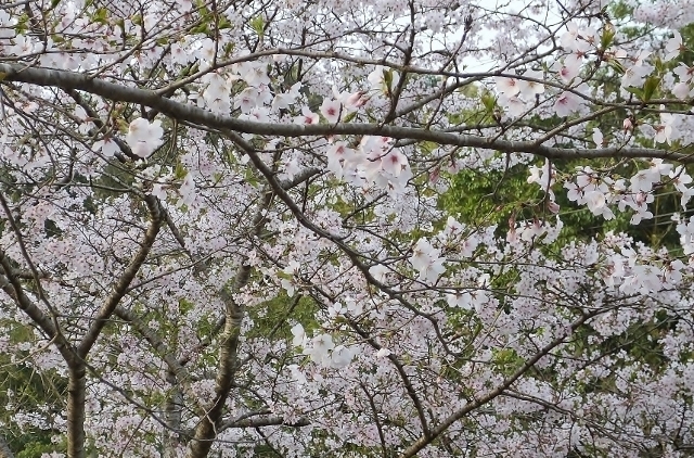 20180330sakurayama1.jpg